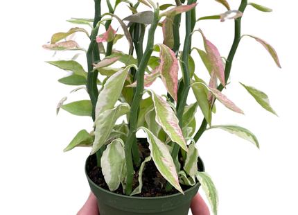 Variegated Devil's Backbone Euphorbia
