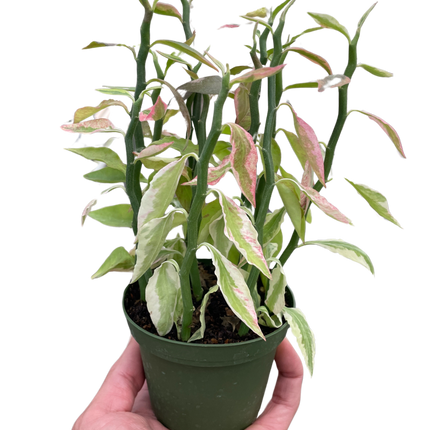 Variegated Devil's Backbone Euphorbia