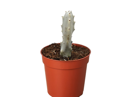 Succulent Euphorbia 'Dragon Bone'