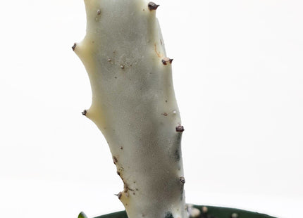 Succulent Euphorbia 'Dragon Bone'