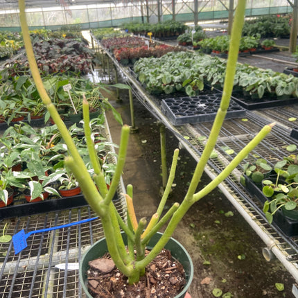 EUPHORBIA 'PENCIL CACTUS'