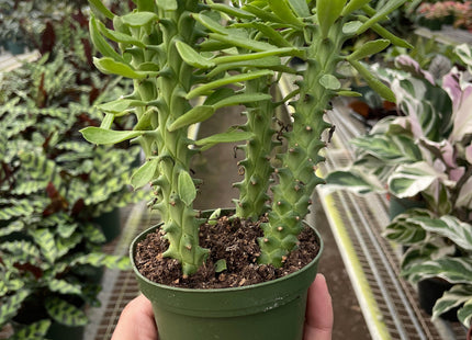Euphorbia 'Sausage Spurge'
