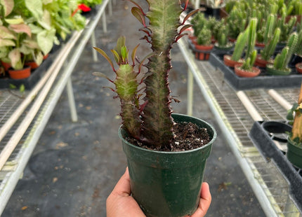 Succulent Euphorbia 'Trigona Rubra'