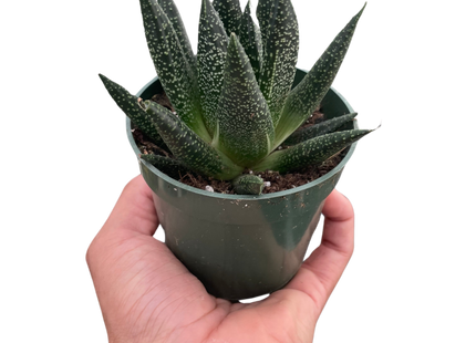 Succulent Gasteria Durban