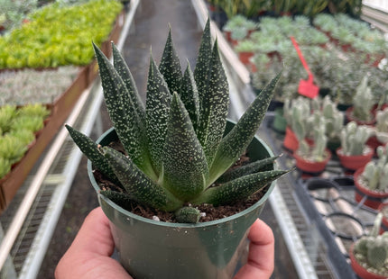 Succulent Gasteria Durban