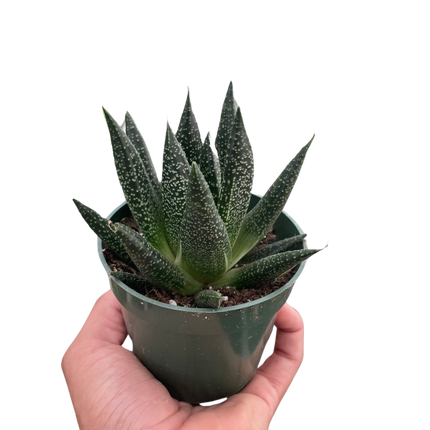 Succulent Gasteria Durban