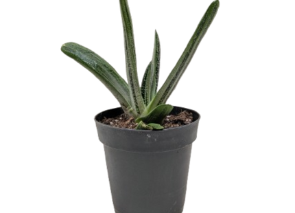 Succulent Gasteria Little Warty