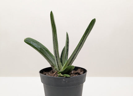 Succulent Gasteria Little Warty