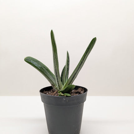 Succulent Gasteria Little Warty