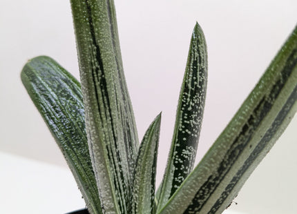 Succulent Gasteria Little Warty