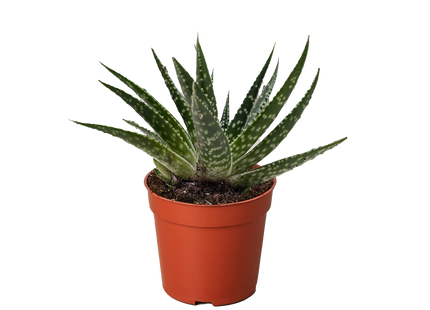 Succulent Gasteria Zimflora