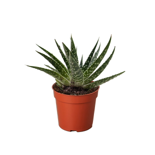 Succulent Gasteria Zimflora