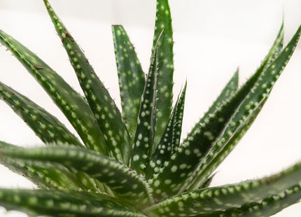Succulent Gasteria Zimflora