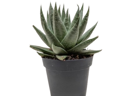 Succulent Haworthia Savanna