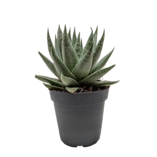 Succulent Haworthia Savanna