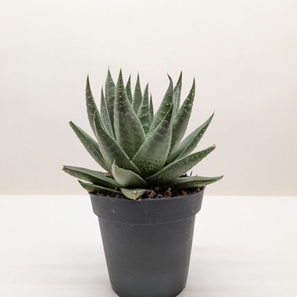 Succulent Haworthia Savanna