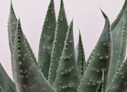 Succulent Haworthia Savanna