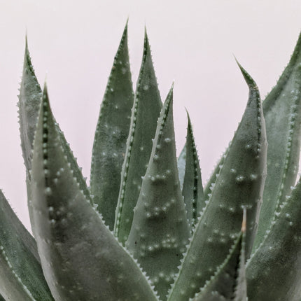 Succulent Haworthia Savanna