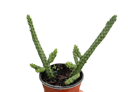 Red Dragon Flower (Huernia schneideriana)