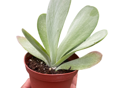 Succulent Kalanchoe 'Flap Jack'