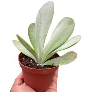 Succulent Kalanchoe 'Flap Jack'