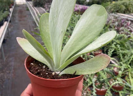 Succulent Kalanchoe 'Flap Jack'