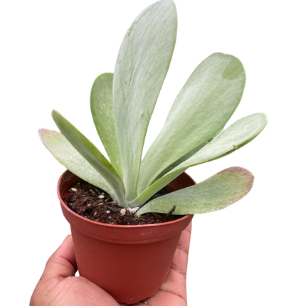 Succulent Kalanchoe 'Flap Jack'