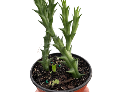 Starfish Cactus (Stapelia orbea variegata)