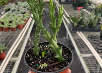 Starfish Cactus (Stapelia orbea variegata)