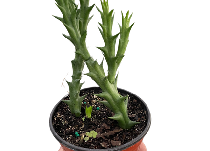 Starfish Cactus (Stapelia orbea variegata)