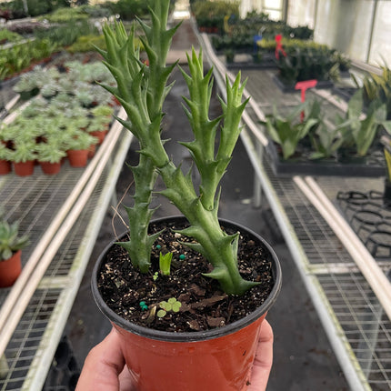 Starfish Cactus (Stapelia orbea variegata)