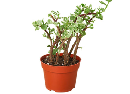 Succulent Portulacaria 'Rainbow Bush' - 4" Pot
