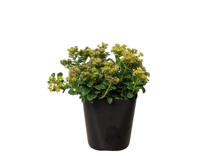 Sedum Little Miss Sunshine