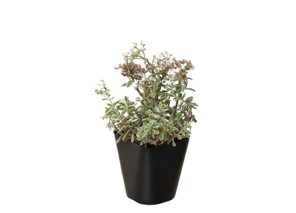 Sedum Tricolor