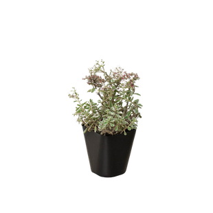 Sedum Tricolor