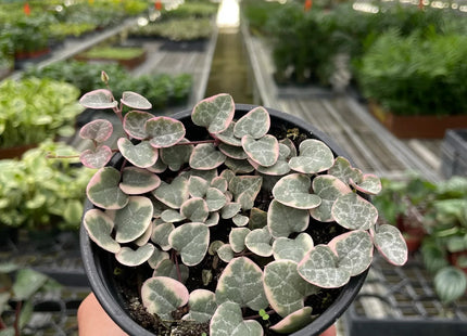String of Hearts Variegated