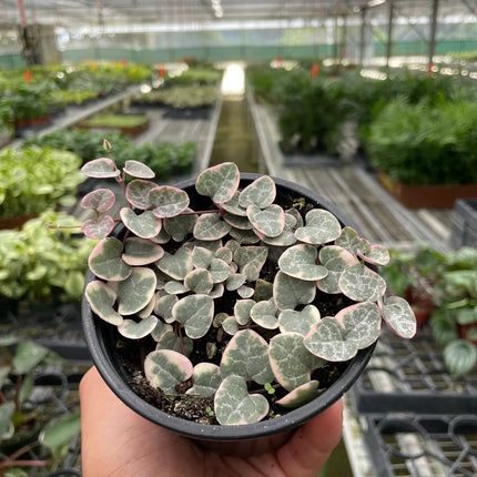 String of Hearts Variegated