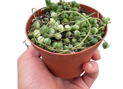 Succulent 'String of Pearls' Variegated
