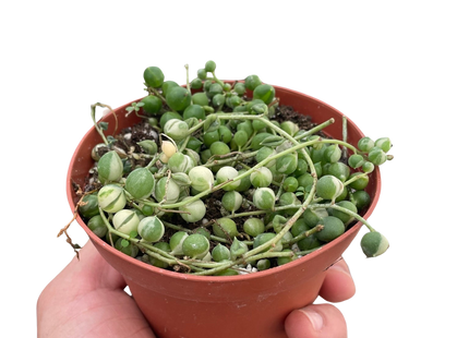 Succulent 'String of Pearls' Variegated