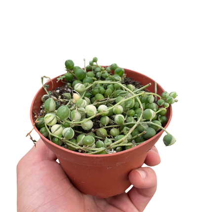 Succulent 'String of Pearls' Variegated