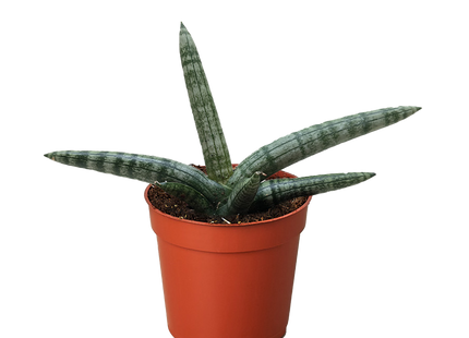 Succulent Stapelia African Starfish