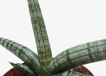 Succulent Stapelia African Starfish