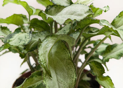 Syngonium 'Three Kings'