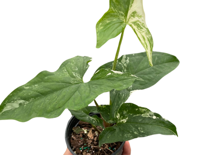 Syngonium 'Albo Variegata'