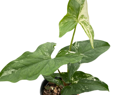 Syngonium 'Albo Variegata'