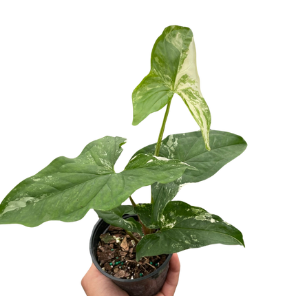 Syngonium 'Albo Variegata'