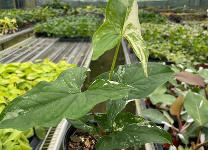 Syngonium 'Albo Variegata'