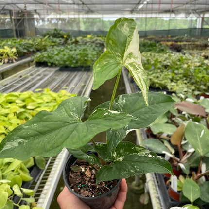 Syngonium 'Albo Variegata'
