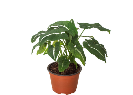 Syngonium wendlandii 'Black Velvet'