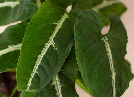 Syngonium wendlandii 'Black Velvet'